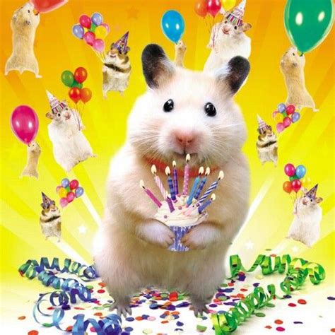 Birthday Hamster Funny Hamsters Hamster Birthday Cards
