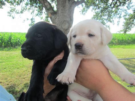 Akc labrador retriever puppies we spend a lot of time with our pups and they are well socialized before going to their new homes. Labrador Retriever Puppies For Sale | Detroit, MI #253504