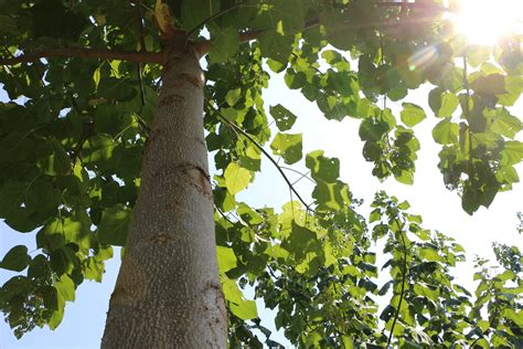 Rare Hybrid Worlds Fastest Growing Hardwood Tree Hk Paulownia Shantong