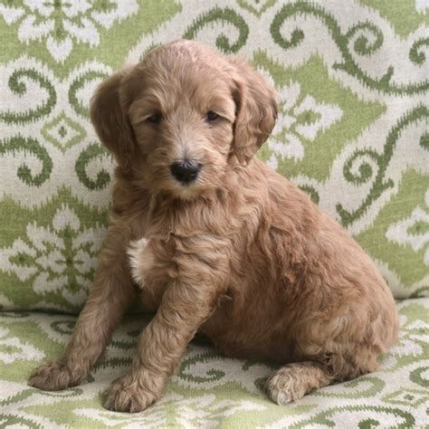 Find goldendoodle puppies for sale from local dog breeders near you. Peekaboo Goldendoodle Puppy 655242 | PuppySpot