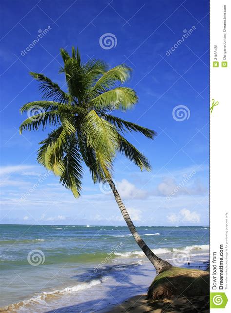 Kate is one of them. Leaning Palm Tree At Las Terrenas Beach, Samana Peninsula ...