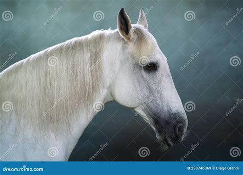 Beautiful White Horse Head Stock Image Image Of Farm 298746369