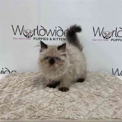 Exotic Longhair Kittens For Sale Worldwide Puppies And Kittens