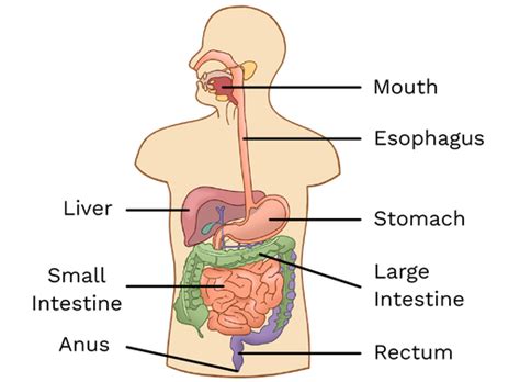 Digestive System Labster