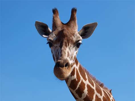 Giraffe Africa South Large Free Photo On Pixabay Pixabay