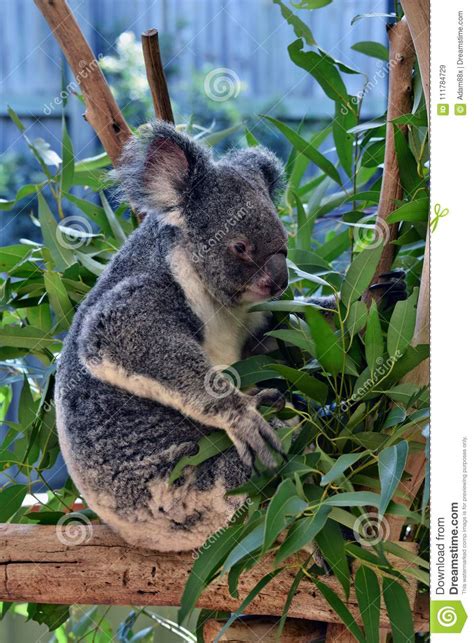 Cute Koala Sitting And Eating Eucalyptus On A Tree Branch