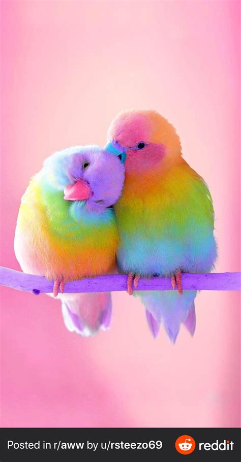 Rainbow Love Birds Rrainboweverything