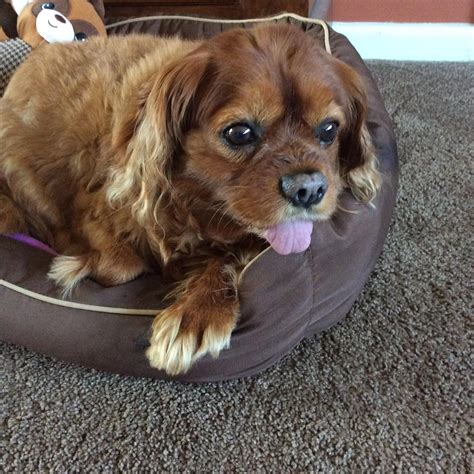 Pawsitively Pampurred Pets