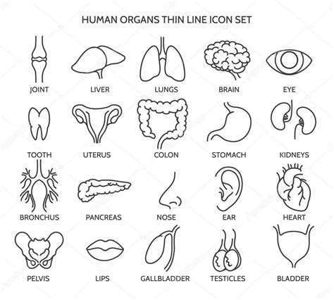 Iconos De Línea De órganos Humanos — Vector De Stock © Vectortatu