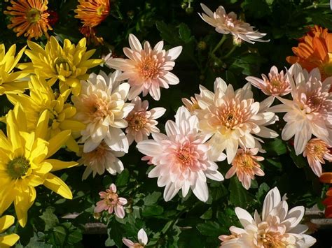 Flowers Of Chrysanthemum Chrysanthemums Often Called Mum Flickr