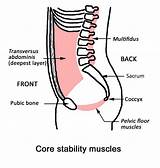 Pelvic Floor Muscles Core Stability Pictures