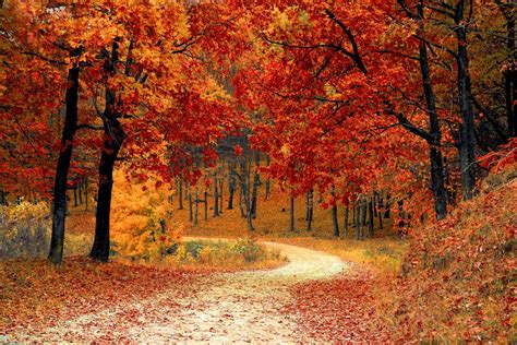 Autumn Fall Path Forest Royalty Free Photo
