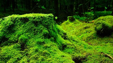 Nature Moss Plants Forest Trees Leaves Wood