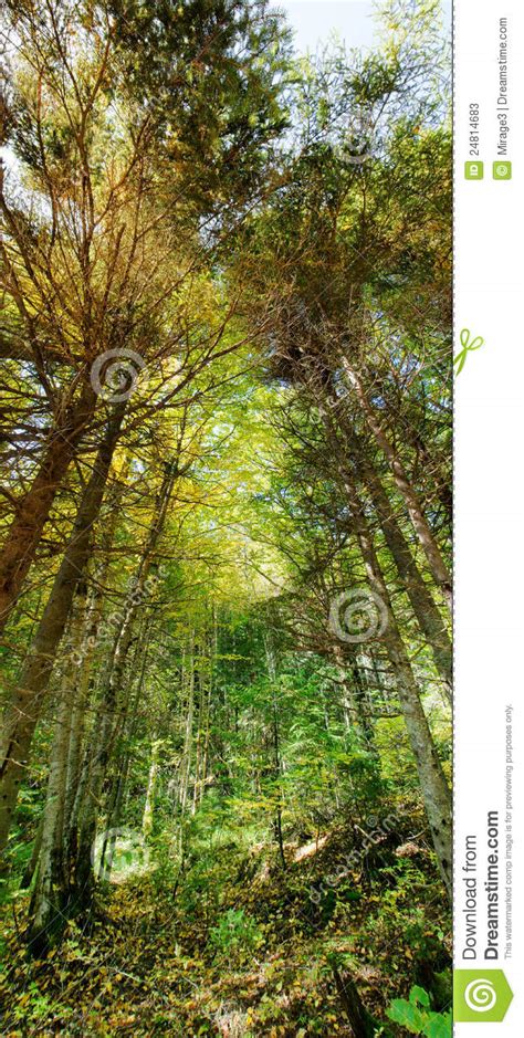 Vertical Panorama Of Thick Forest Stock Image Image Of Light