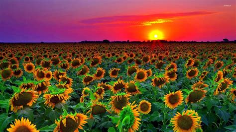 Excellent Aesthetic Sunflower Wallpaper Laptop You Can Use It