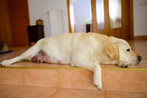 First 5 Signs Your Dog Is Pregnant And How To Tell Lovetoknow Pets