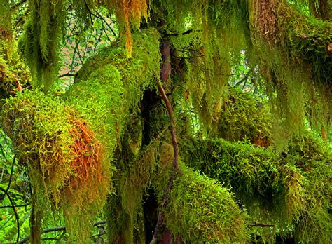Rainforest Greens Photograph By Tim F Hale Fine Art America