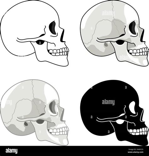 Skull Profile Detailed Anatomy And Halftone Silhouette Skulls