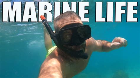 How Do You Protect Marine Life Youtube