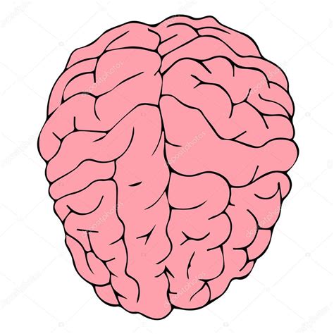 Brain vector. Brain illustration. Brain medical. Brain idea. Brain 