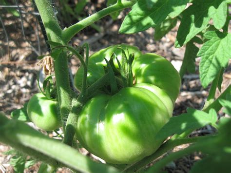 Ripens to a beautiful bright yellow, often with red stripes. Kentucky Fried Garden: Fruiting Vegetables in June
