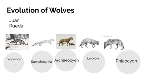Evolution Of Wolf By Juan Rueda On Prezi