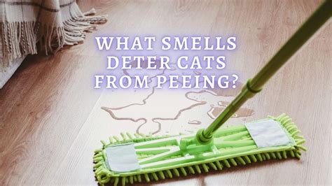 What Smells Deter Cats From Peeing? What smell will cats not pee on?