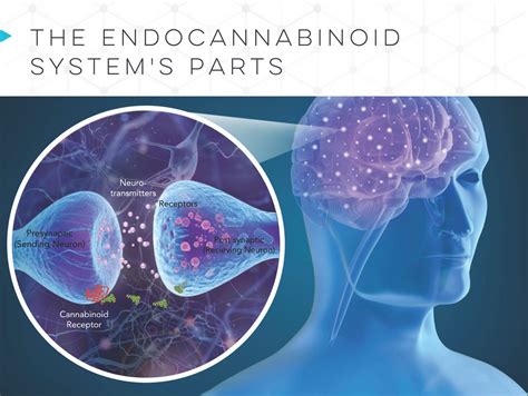 The Endocannabinoid System Bhcs Canview Marketplace