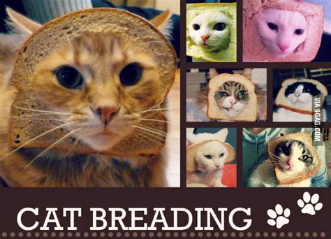 Cat Breading 9gag
