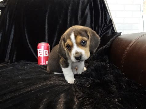 Hello, i have 8 beautiful beagle puppies for sale 4 boys 4 girls from our beloved delta all puppy's are kc registered ,with 5 generation pedigree, will 7 beautiful kc registered beagle puppies available. Playful Pocket Beagles Puppies For Sale ~ Playful Cute ...