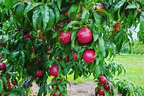 20 BEST Apple Orchards in North Carolina (NC Apple Picking) - Lost In