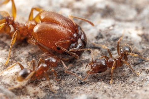 What Makes Giant Soldier Ants Earth Earthsky