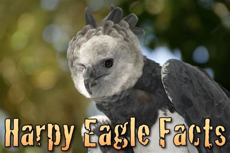 Harpy Eagle Facts Information And Pictures From Active Wild