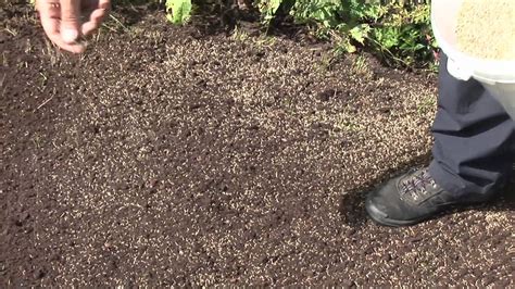 How To Add Grass Seed To Your Lawn