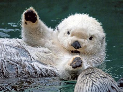 Sea Otter Pup ♥ Cute Animals Animals Baby Sea Otters