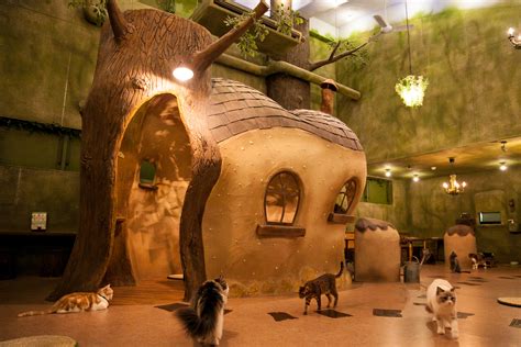 Topcat k1 with 18 ft loa. The top 10 animal cafes in Tokyo | Time Out Tokyo