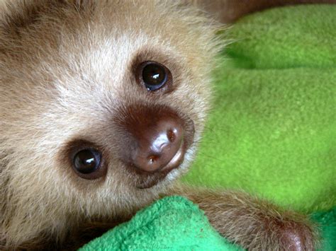 Weekly Dose Of Cute Baby Sloth Scienceblogs