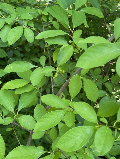 Whats A Spicebush Get To Know Northeast Ohio Native Plant