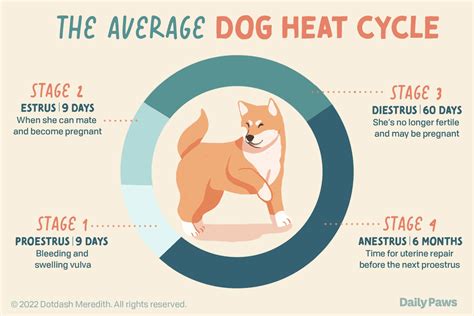 Everything You Need To Know About A Dogs Heat Cycle 2024