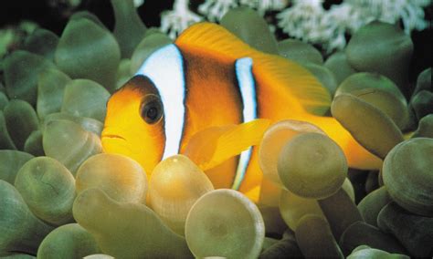 Finding Deaf Nemos Clownfish Growing Up With Impaired Hearing Caused