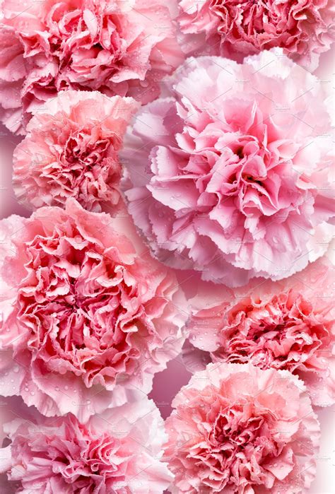 Pink Carnation Flower Background High Quality Nature Stock Photos