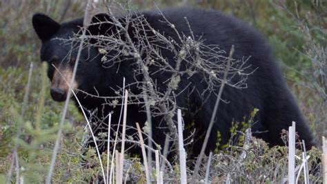 Province To Allow Alberta Hunters To Use Bait For Black Bears Ctv News