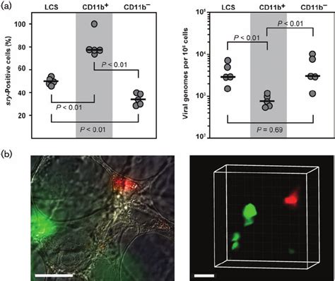 Analysis Of Latently Infected And Reactivating Cells In The Lungs A Download Scientific