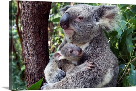 koala mother mother cuddling her seven month old joey queensland australia wall art canvas