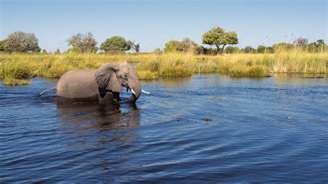 Desktop Wallpapers Elephants Water Animal 2560x1440