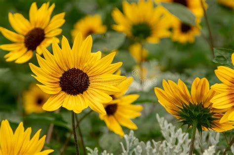 Suntastic Yellow Sunflower At Park In Japan Stock Image Image Of
