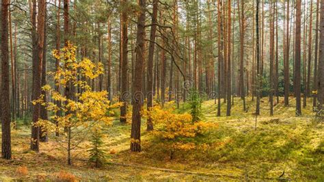 Autumn Forest Reserve Park Nobody Panorama Stock Image Image Of