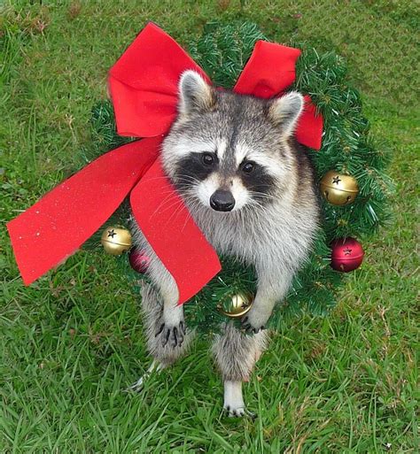 Racoon Funny Baby Racoon Pet Raccoon Animals And Pets Baby Animals