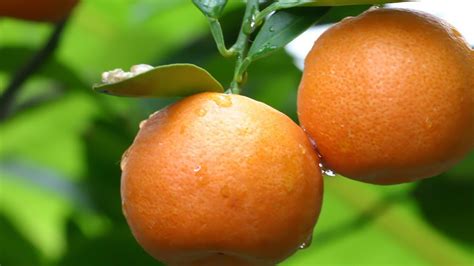 Two Orange Fruits Nature Fruit Orange Fruit Hd Wallpaper
