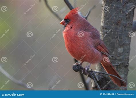Adult Male Northern Cardinal Cardinalis Cardinalis Stock Image Image